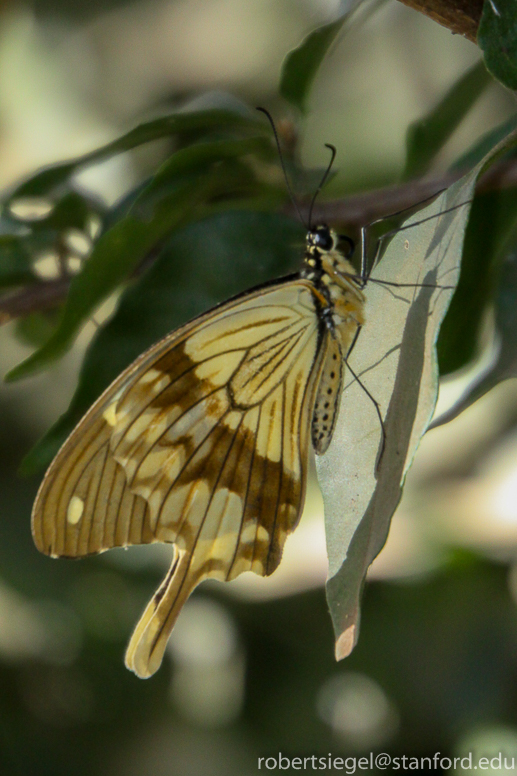 yellow butterfly